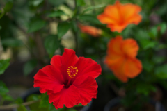 ハイビスカス・７