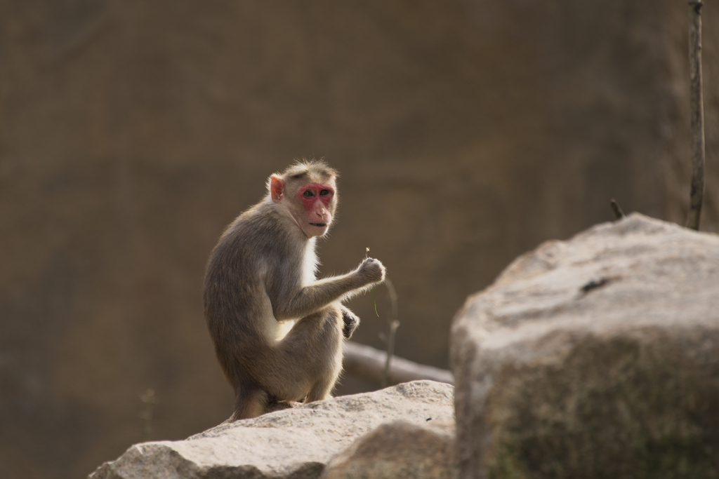 ボンネットモンキー
