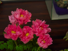冬牡丹・花魁
