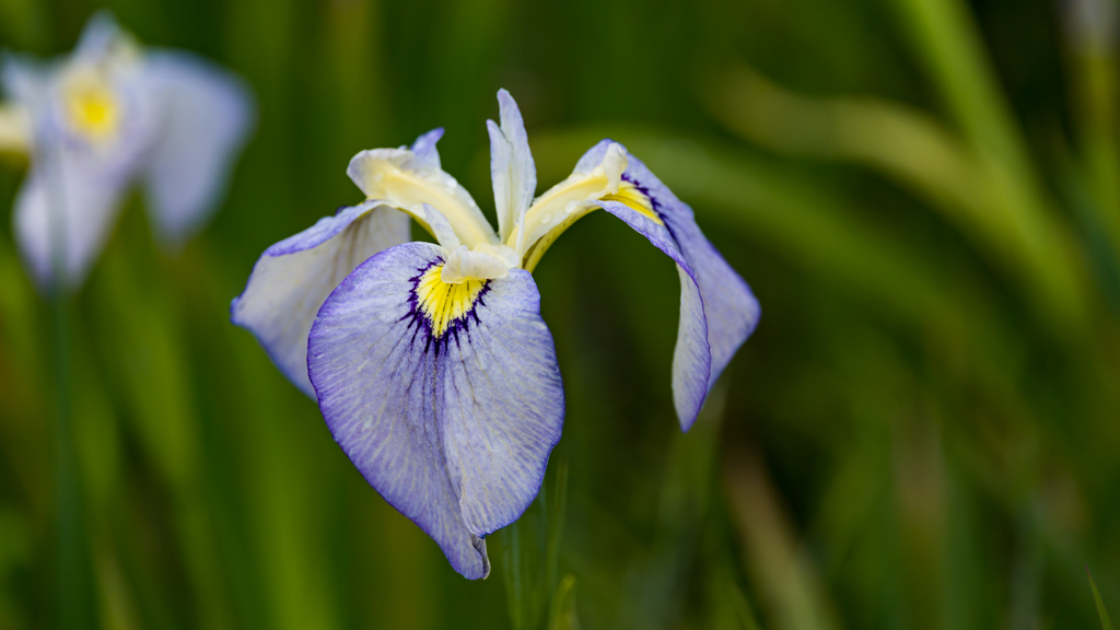 花　菖　蒲・３