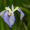 花　菖　蒲・３