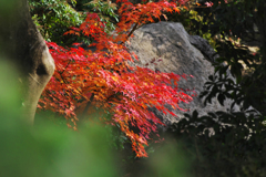 紅葉探索・３９