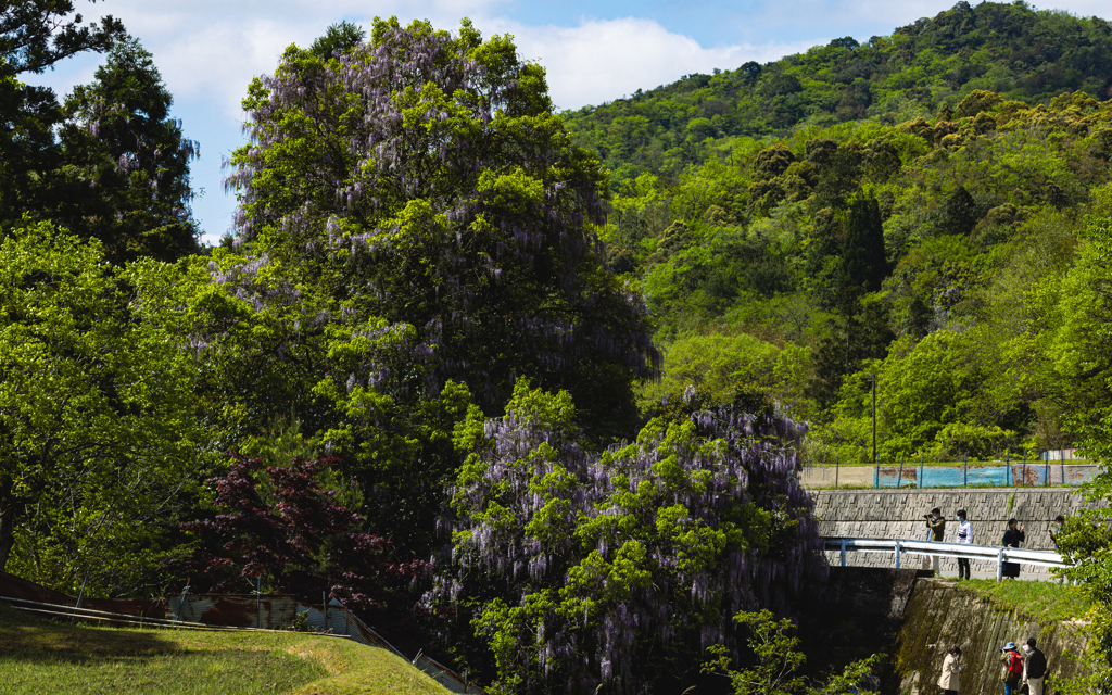 一貫野の藤＿５