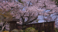 ときわ公園の桜＿１７