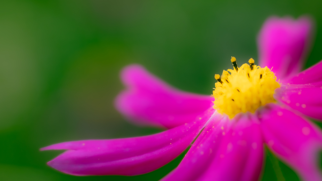秋桜・３＿３