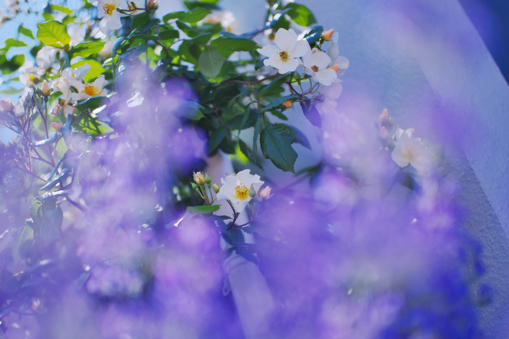 春薔薇・１９