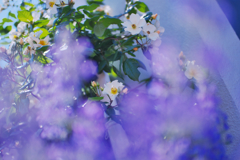 春薔薇・１９