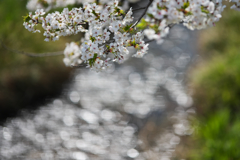 桜・３１＿８