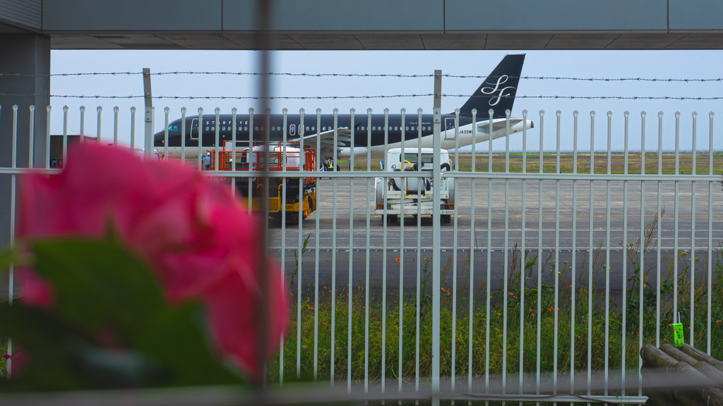 山口宇部空港のバラ・１０