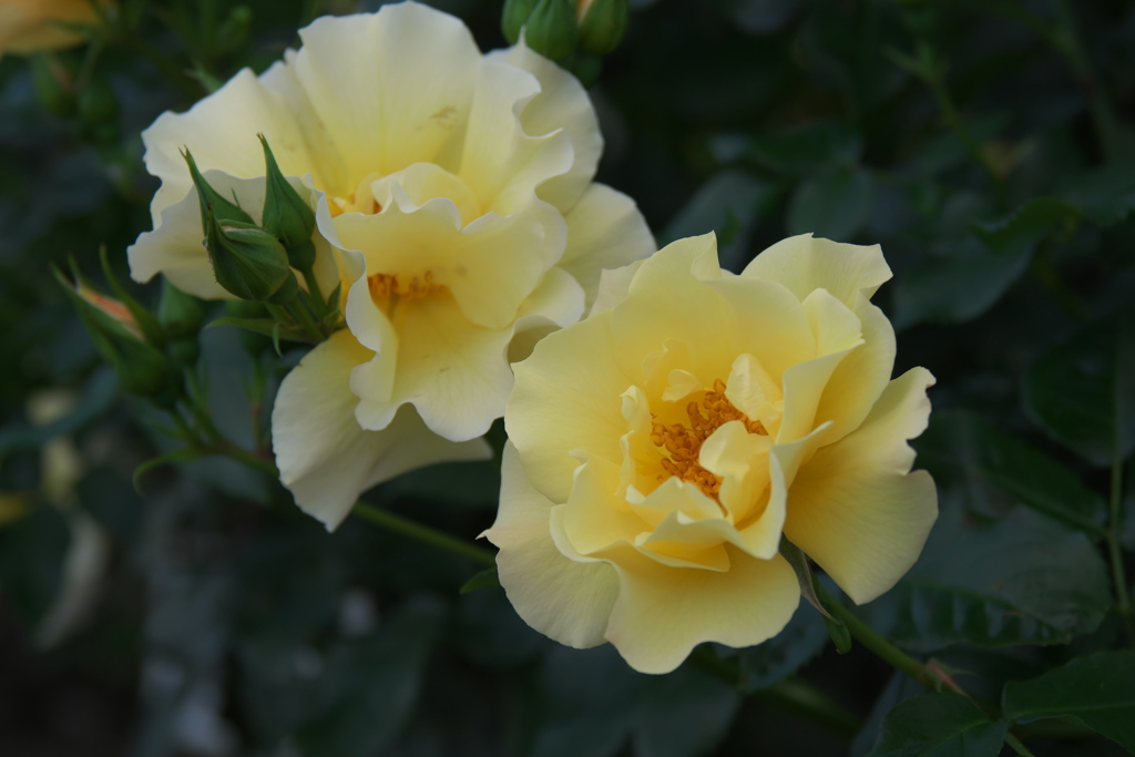 春バラ・３０＿３８