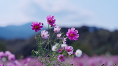 秋　桜・１＿４０
