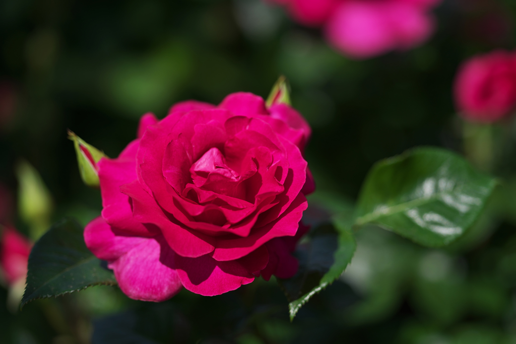 バ　ラ・１＿４