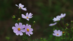 秋桜・１７
