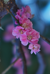 梅花３０＿２５