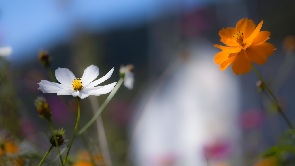 秋　桜・２２＿２２