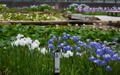 花菖蒲・２＿２
