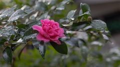 山茶花・２２＿８
