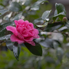 山茶花・２２＿８