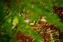 春紅葉・２