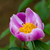 芍　薬・２