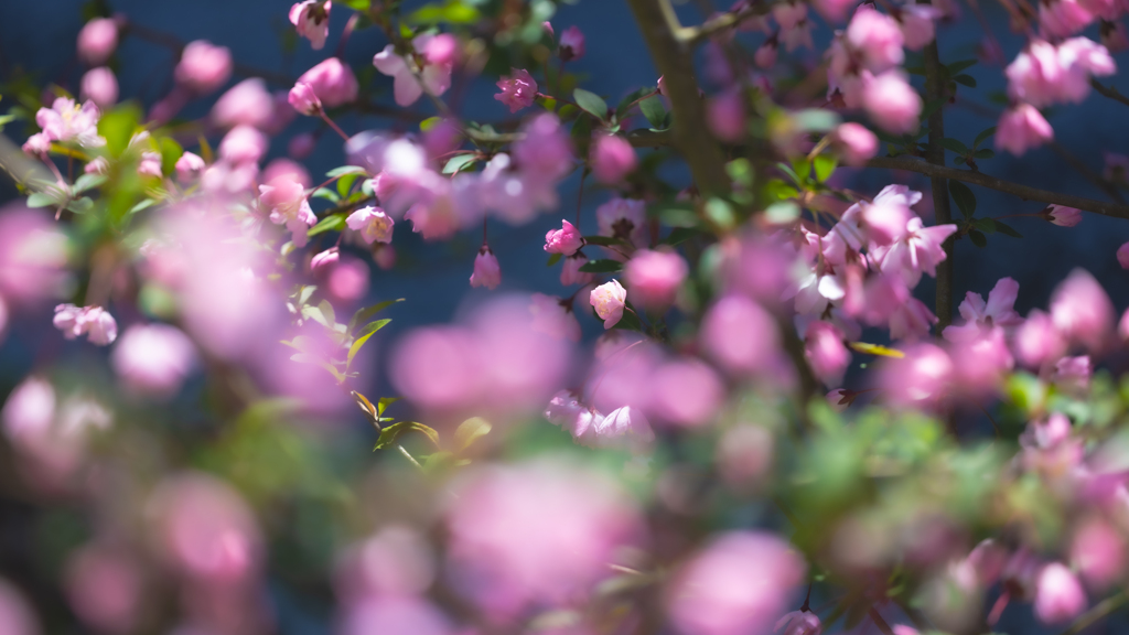 花海棠・９