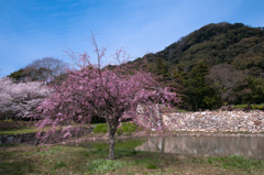 桜・萩城跡４＿１