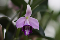 C.ｂicalhoi  coelurea