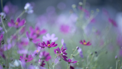 秋桜＿１０