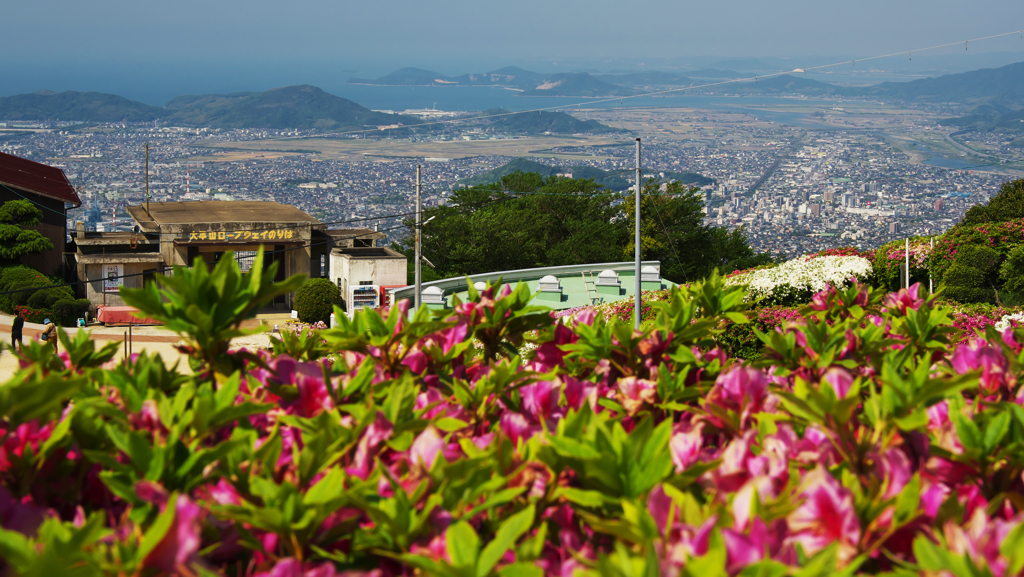 大平山 山頂公園のツツジ＿１９・２６