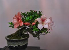 皐盆栽展・１０