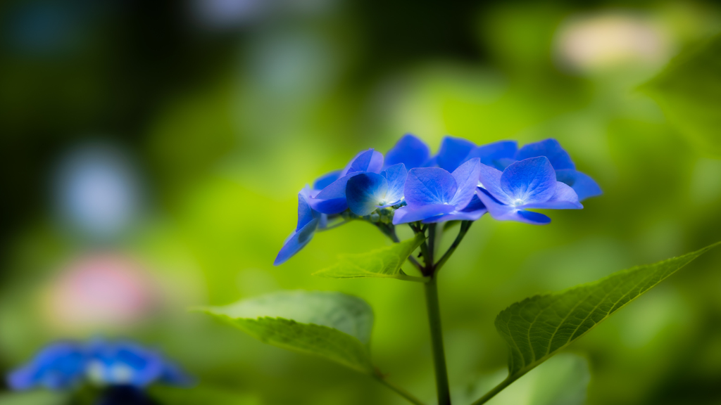 紫陽花＿１８