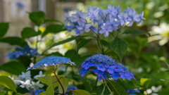 山アジサイ＿２０