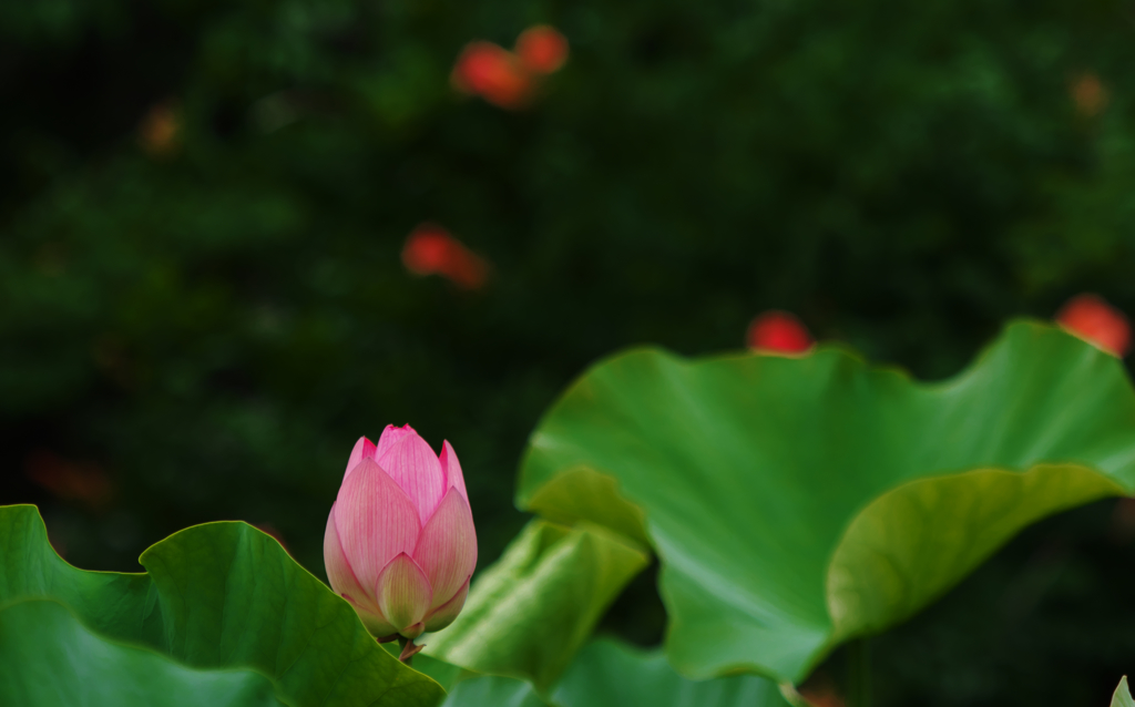 大賀蓮・２＿１