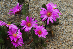サボテンの花・３１＿１１