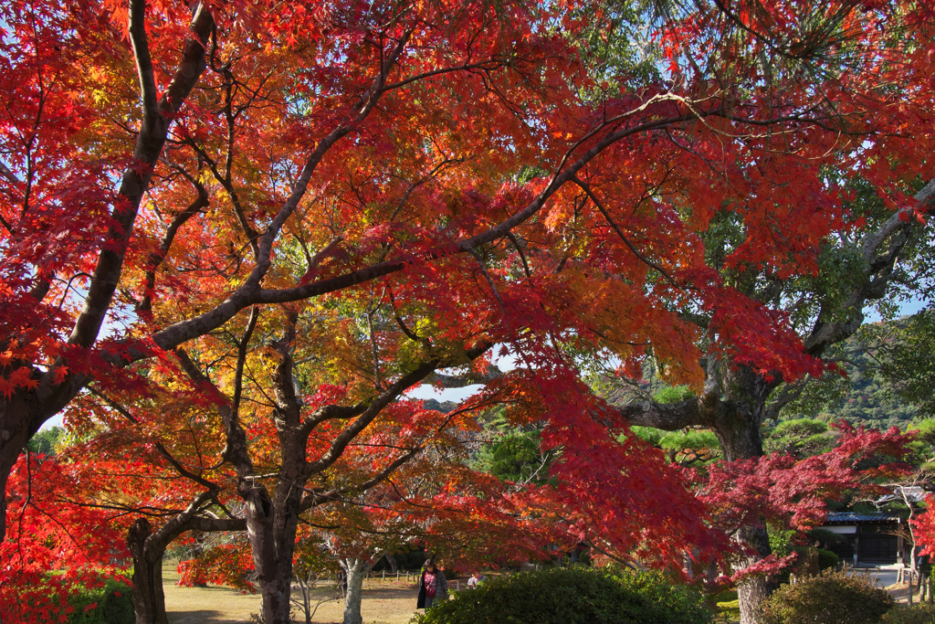紅葉探索・３８