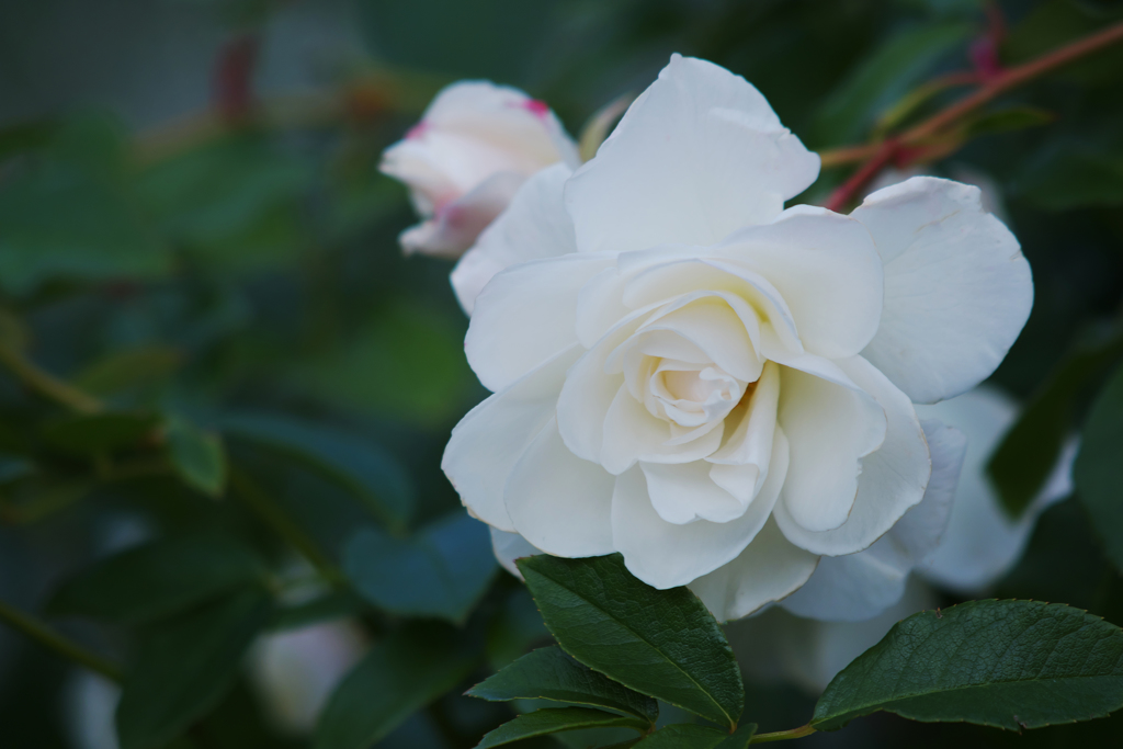 薔薇・３０＿９