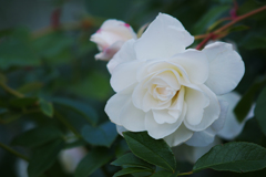 薔薇・３０＿９