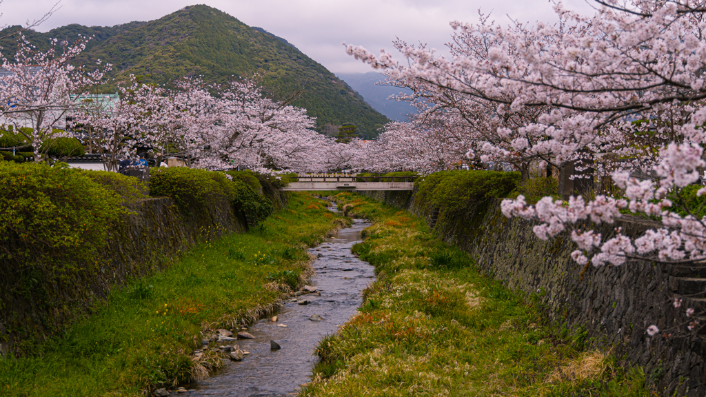 桜・一の坂川１