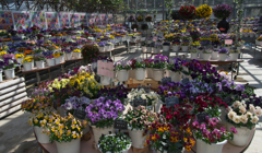 パンジー ・１９＿１５