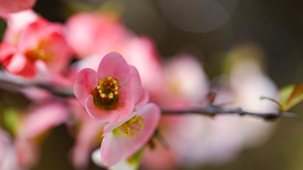 木瓜の花・５