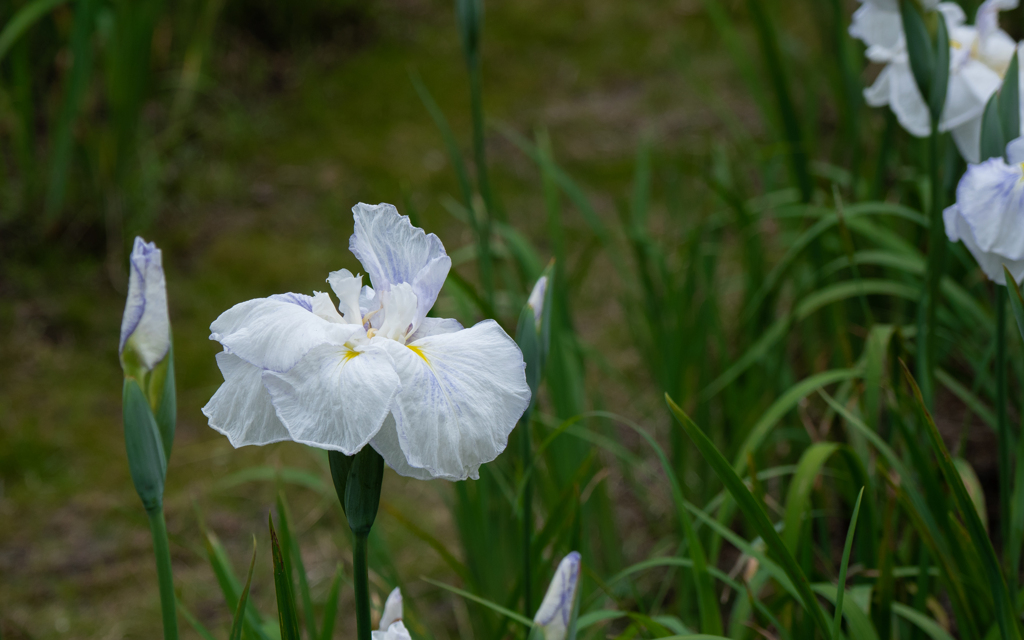 花菖蒲・４＿５