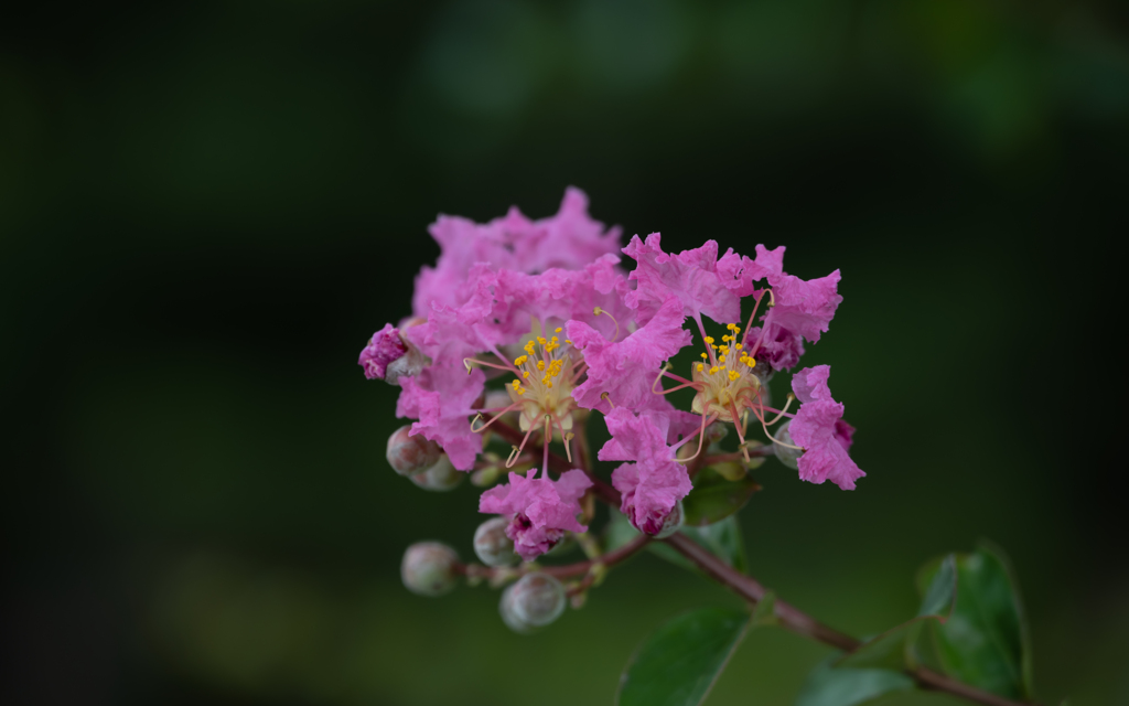 試写３・NIKKOR Z 12-200mm f/4-6.3 VR