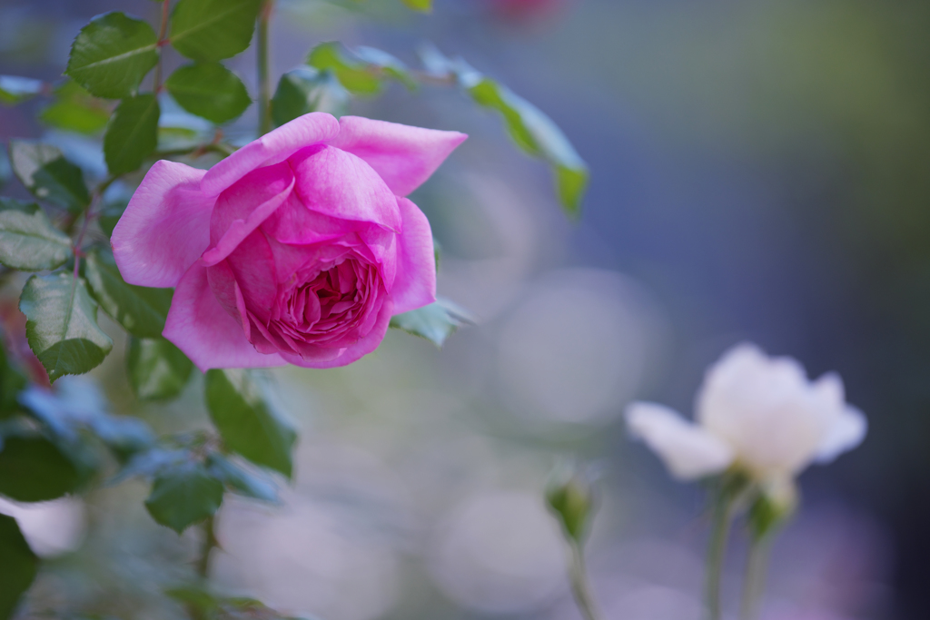 秋薔薇・３０＿５