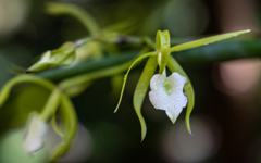 ブラッサボラ　スブリフォリア・２