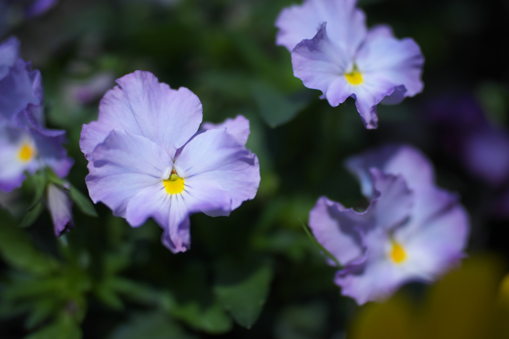 パンジー・４０