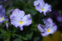 パンジー・４０