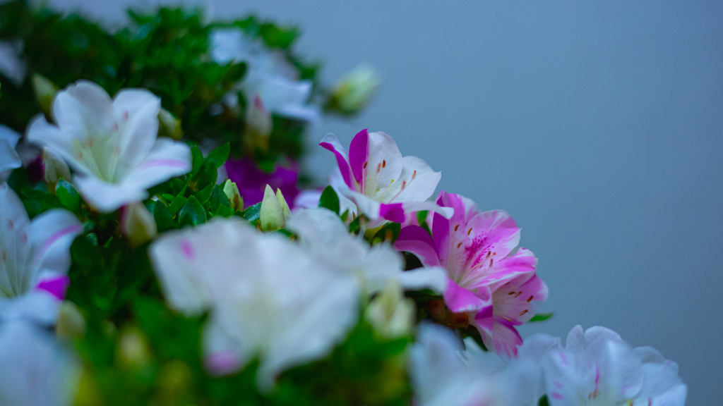 さつき・花柄２