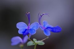 クレオデンドロン　ウガンデンセ