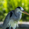 試写２(オリンパス 100-400mm F5.0-6.3 IS)