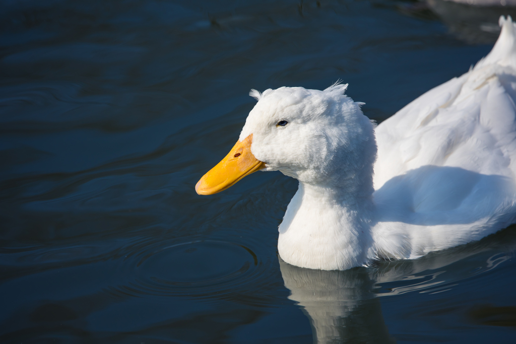 公園の野鳥たち＿１６